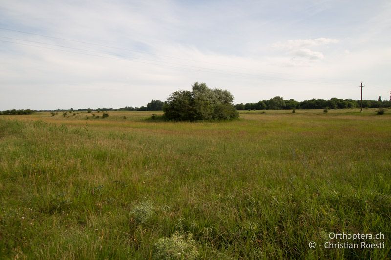 Feuchte Wiese mit unterschiedlich hohen Strukturen - HU, Bács-Kiskun, Fülöpháza, 08.07.2017