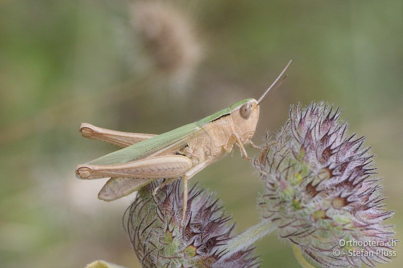 Östlicher Wiesengrashüpfer (Chorthippus dichrous) ♀ - GR, Zentralmakedonien, Mt. Hortiatis, 04.07.2017