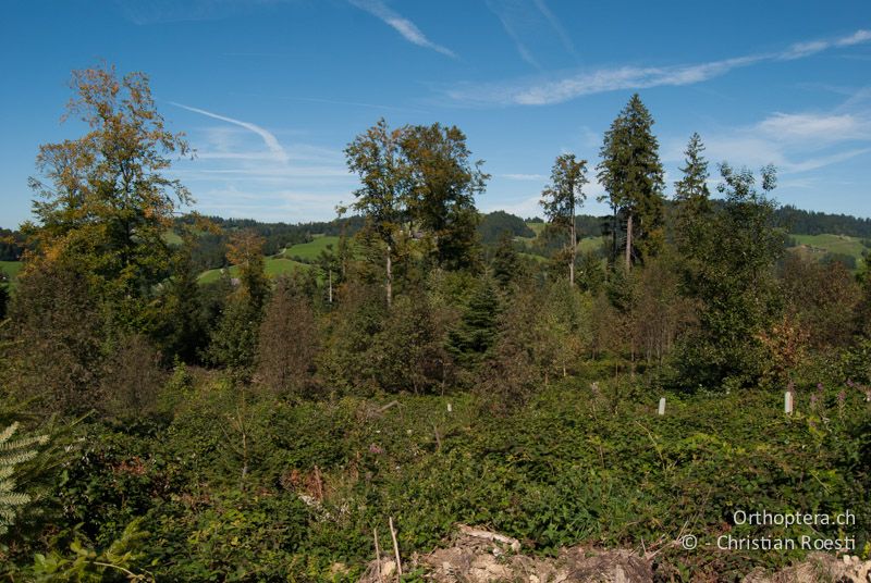 Dichtes Brombeergebüsch in einer vom Sturm Lothar geschlagenen Waldlichtung. - CH, BE, Wasen, 11.09.2010