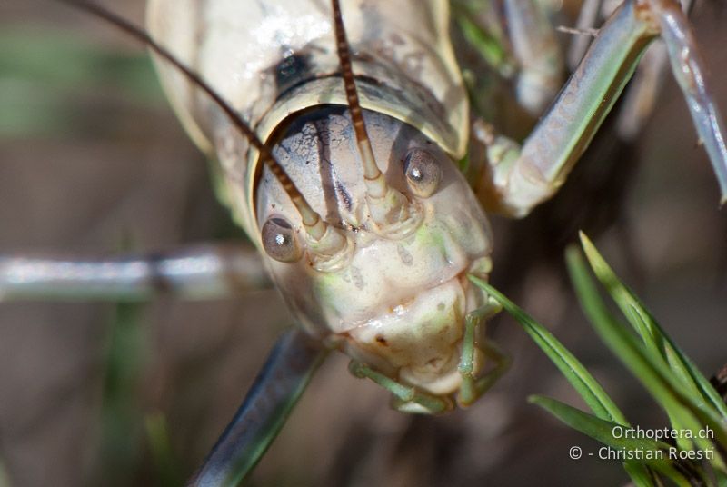 Ephippiger diurnus ♂. Im Gegensatz zu allen anderen Langfühlerschrecken sind die Fühler bei den Sattelschrecken (Familie Bradyporidae) am unteren Augenrand eingefügt - FR, Hérault, Cournonterral, 07.10.2010
