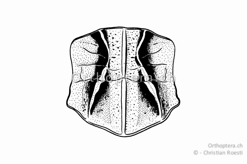 Halsschild von Omocestus haemorrhoidalis ♀ von oben. Die schmalste Stelle zwischen den Halsschild-Seitenkielen misst ungefähr ein Drittel der breitesten Stelle.