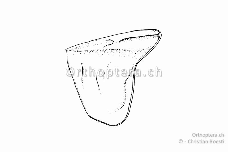 Halsschild von Platycleis albopunctata. Der Halsschild-Mittelkiel ist nur hinter der Quernaht ausgeprägt.