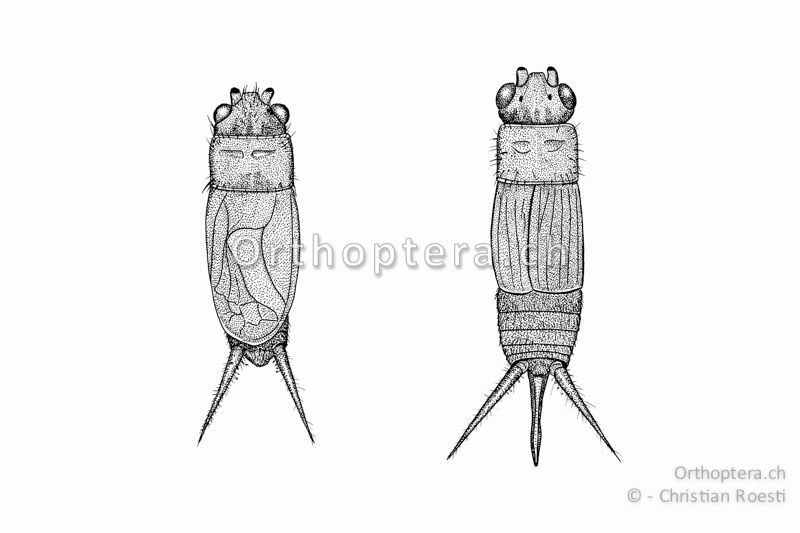 Körper von ♂ (links) und ♀ (rechts) von oben von Pteronemobius heydenii. Die Flügel erreichen beim ♂ fast das Hinterleibsende beim ♀ ca. 1/2 bis 2/3 des Hintereibs.