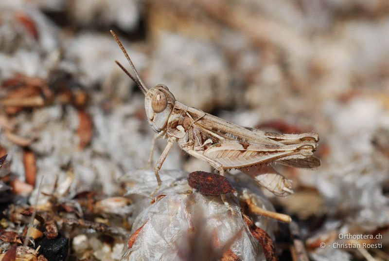 Dociostaurus jagoi occidentalis, Männchen
