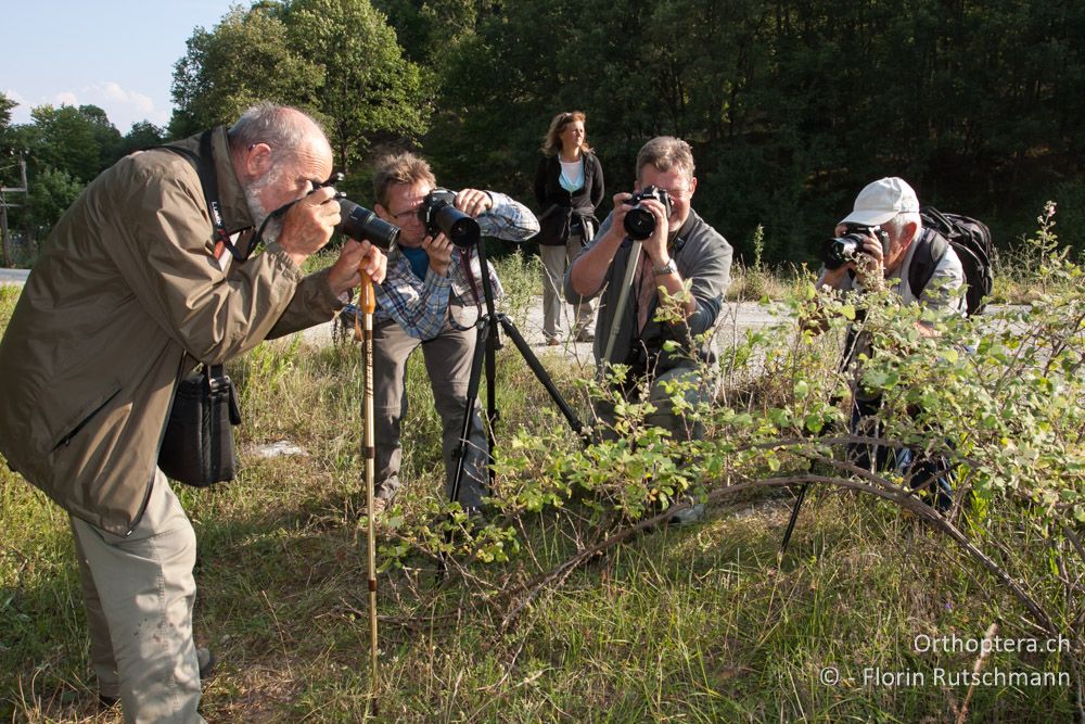 Grosses Knipsen - GR, Ostmakedonien, Mt. Pangeon, 06.07.2013
