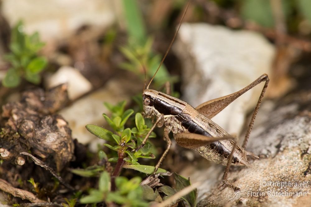 Yersinella beybienkoi ♂ - IT, Marken, Cacciano, 25.09.2014