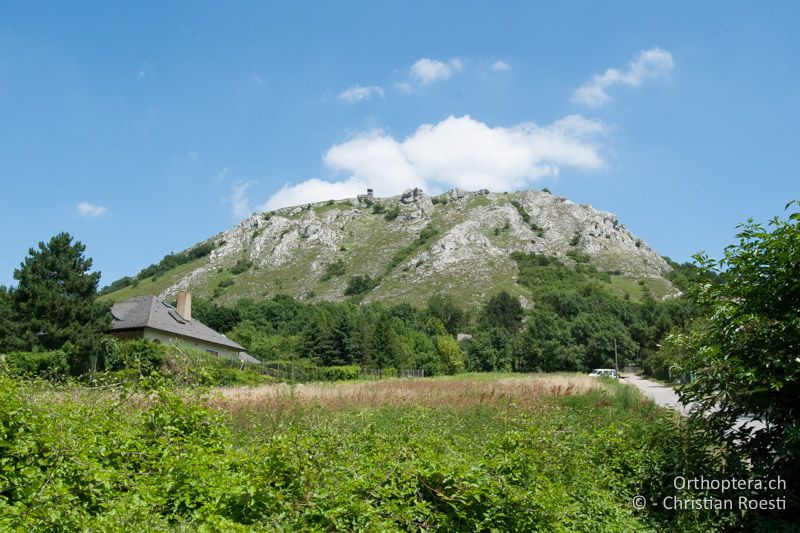 Trockenwarmer Hang mit viel freiem Fels - AT, Niederösterreich, Hainburg, 28.06.2010