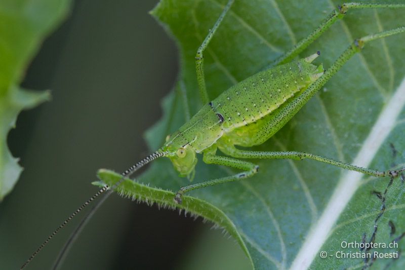Leptophyes boscii ♂ im letzten Larvenstadium - HR, Istrien, Pazin, 12.06.2014