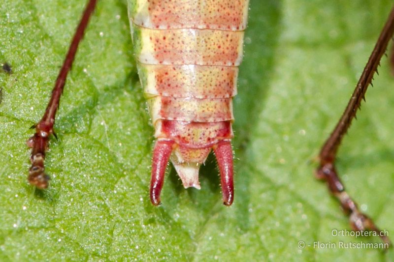 Hinterleibsende von Leptophyes albovittata ♂. Die Cerci des ♂ sind rötlich bis braun und gerade - GR, Thessalien, Meteora, 16.07.2011