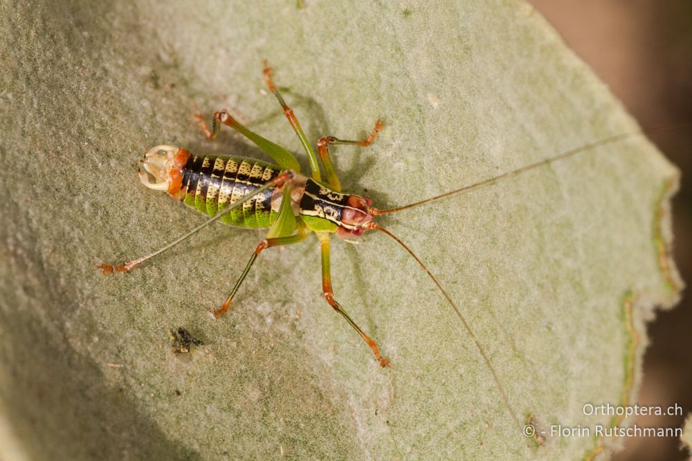 Metaplastes ornatus Männchen - Mt. Vernon, 08.08.2012