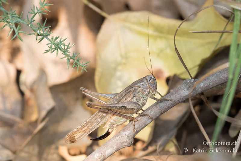 Platycleis intermedia ♀ - GR, Zentralmakedonien, Efkarpia, 05.07.2017