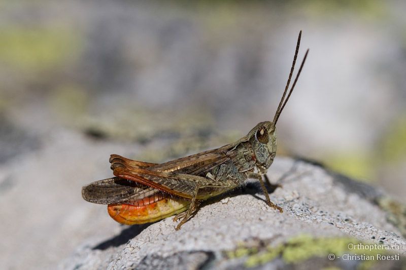 Männchen des Nachtigall-Grashüpfers Chorthippus biguttulus euhedickei - Drosopigi, 14.07.2012