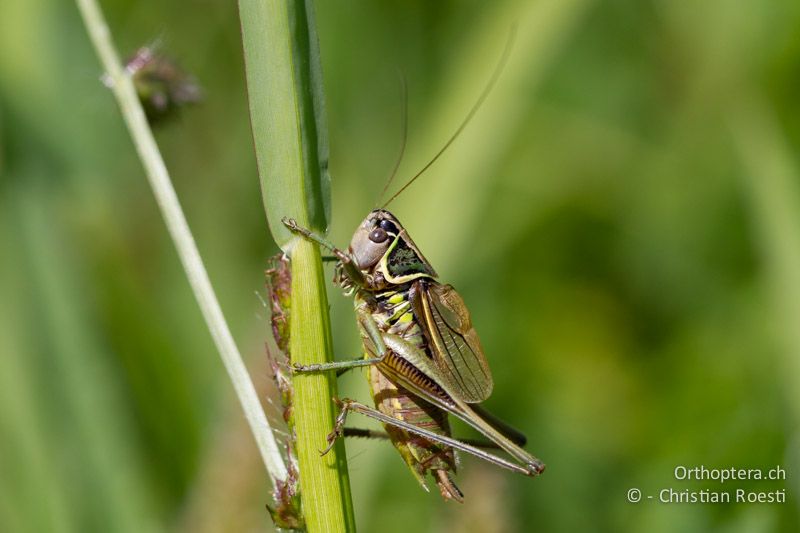 Roeseliana azami minor ♂ - CH, TI, Isone, 04.09.2013
