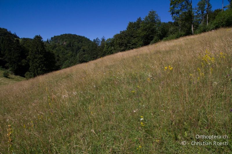 Magerwiese im Jura - CH, BL, Lauwil, 22.07.2013