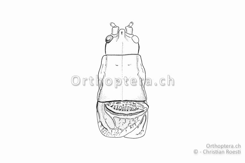 Kopf, Halsschild und Vorderflügel von Isophya costata ♂. Der Stirngipfel ist sehr breit und namensgebend.