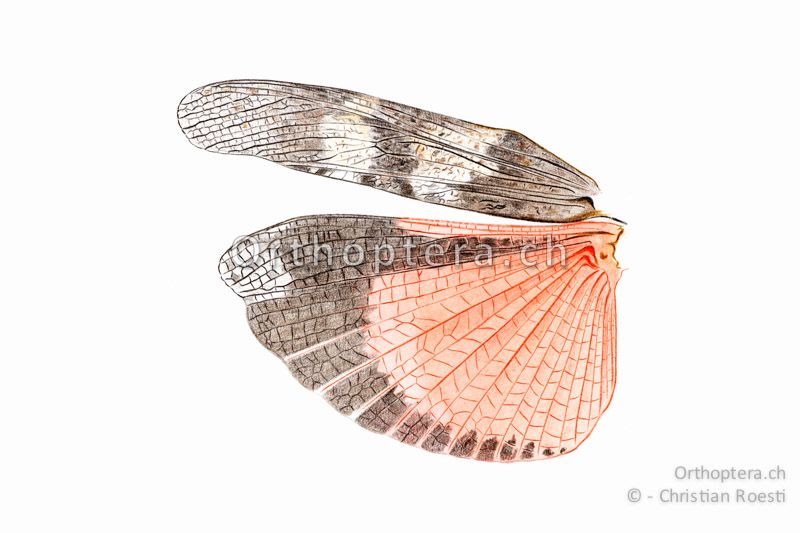 Linke Flügel von Oedipoda germanica ♂. Das schwarze Band zieht sich am Flügelrand sehr weit zum Körper hin.