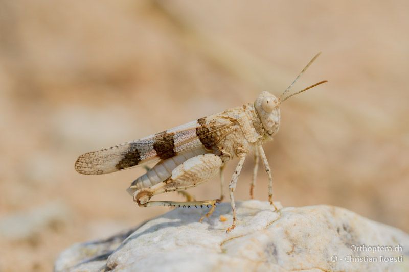 Männchen von Oedipoda miniata am Stelzen (Flucht vor der Bodenhitze) - Appolonia, 10.07.2012