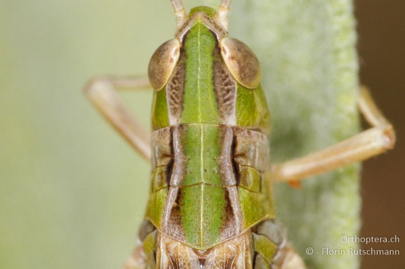 Halsschild Stenobothrus fischeri ♂ - HR, Istrien, Brovinje, 16.06.2014