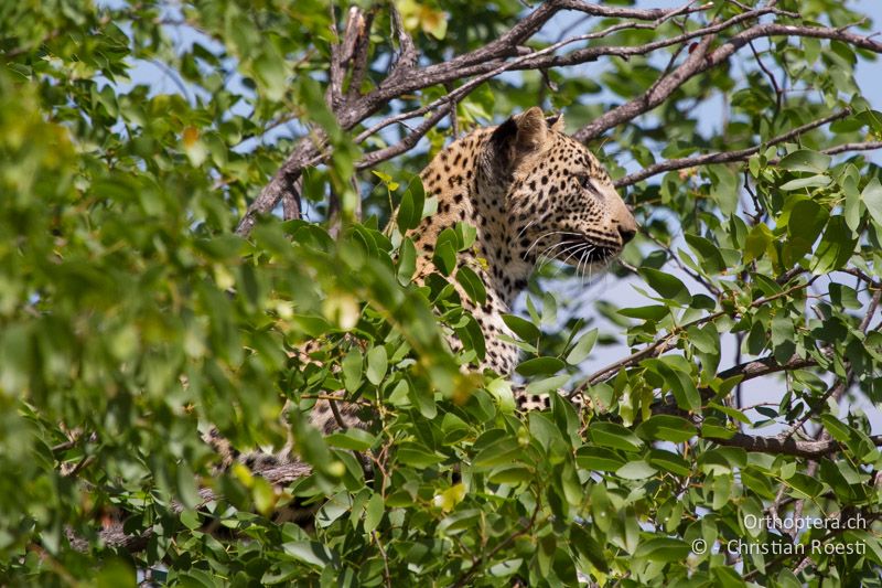 Leopard - SA, Limpopo, Krüger Park, Letaba, 05.01.2015