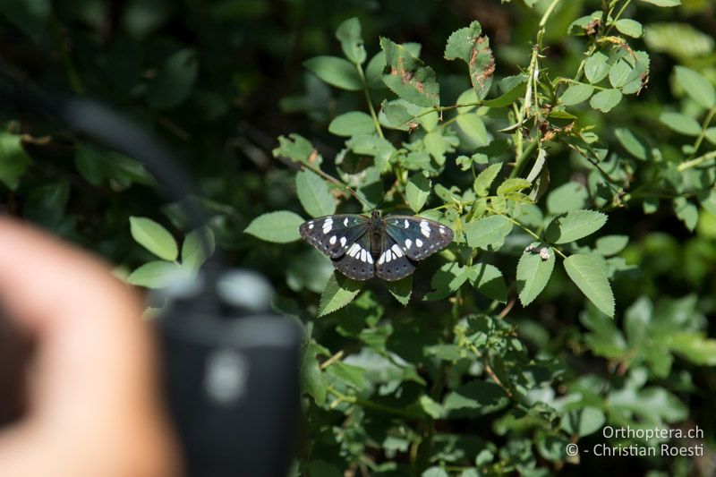 Lange blieb er trotz der Abkühlung nicht sitzen, der Blauschwarze Eisvogel (Limenitis reducta) - HR, Istrien, Ponte Porton, 23.06.2016