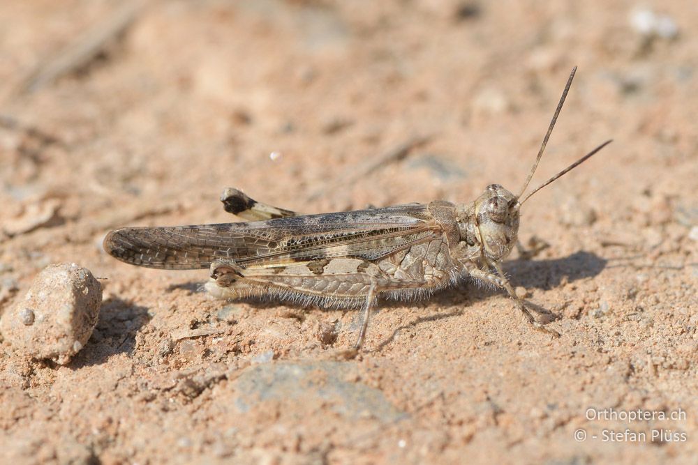 Acrotylus patruelis ♂- BG, Blagoewgrad, Ribnik an der Struma, 13.07.2018