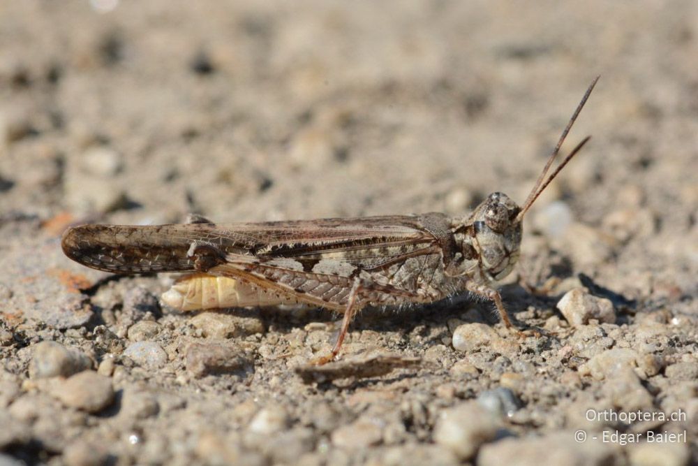 Acrotylus patruelis ♂ - BG, Blagoewgrad, Ribnik an der Struma, 13.07.2018