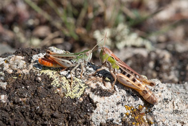 Stenobothrus nigromaculatus ♂♀. Das kleinere ♂ links balzt um die Gunst des ♀ - FR, Pyrénées-Orientales, Latour-de-Carol, 15.08.2009