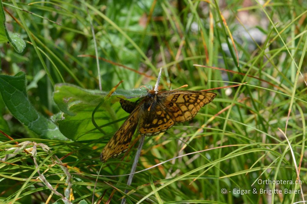 Eiablage von Euphydryas aurinia - HR, Istrien, Račja Vas 25.06.2016
