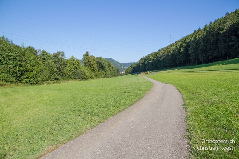 Fettwiese - CH, BL, Liestal, 21.08.2013