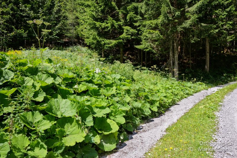 Hochstaudenflur entlang eines Forstweges - AT, Kärnten, Hajnžgraben, 29.07.2016