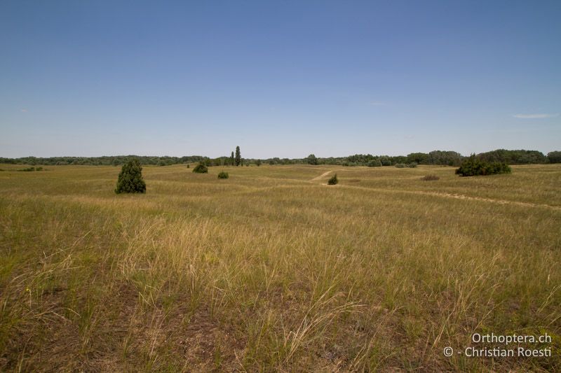 Lückig bewachsene Sanddünen - HU, Südliche Grosse Tiefebene, Kecskemét, 08.07.2016