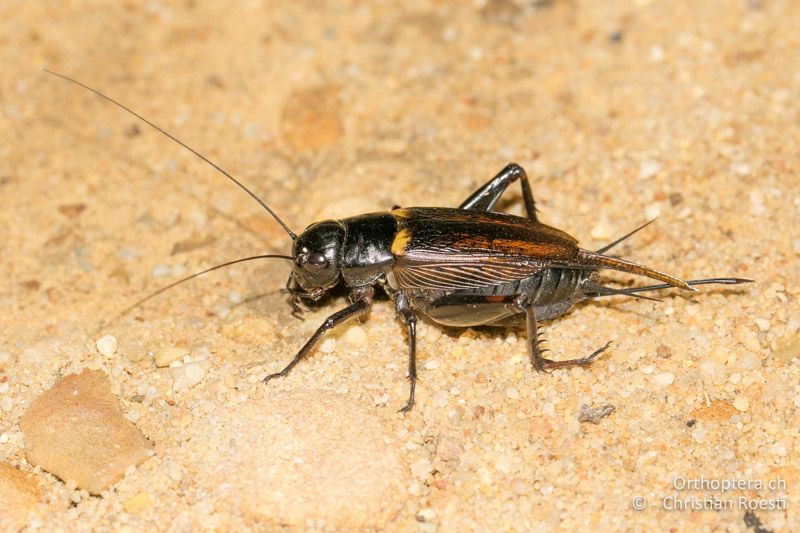 Gryllus bimaculatus ♀ - Südafrika, Citrusdal, Cederberg Mountains, 07.01.2017