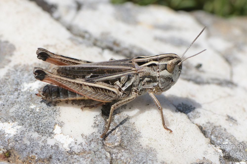 ♀ von Stenobothrus rubicundulus - HR, Istrien, Skitača, 24.06.2016