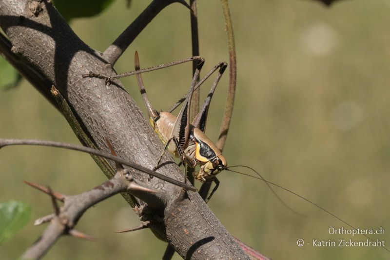 Eupholidoptera smyrnensis ♀ - GR, Zentralmakedonien, Mt. Hortiatis, 04.07.2017