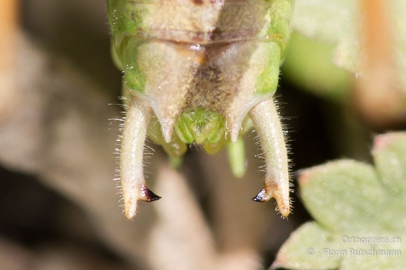Cerci von Bicolorana bicolor ♂ - IT, Marken, Sibyllini-Gebirge, 29.09.2014