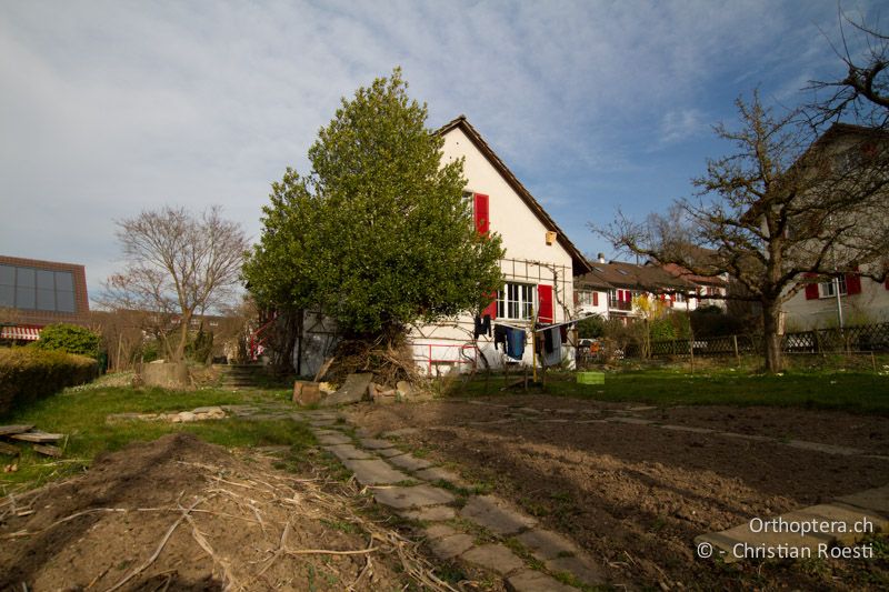 Stadtgarten mit vegetationsloser Erde - CH, BE, Bern, 20.03.2014