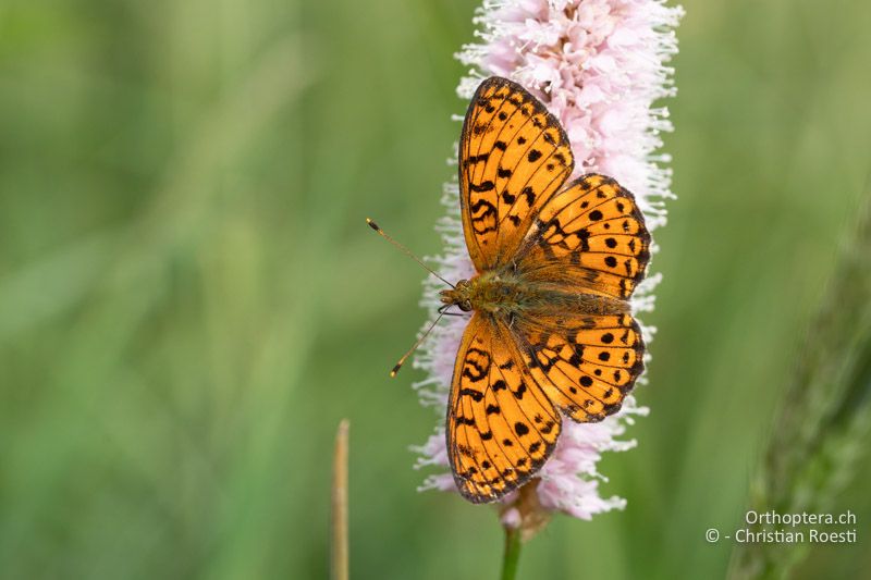 Violetter Silberfalter