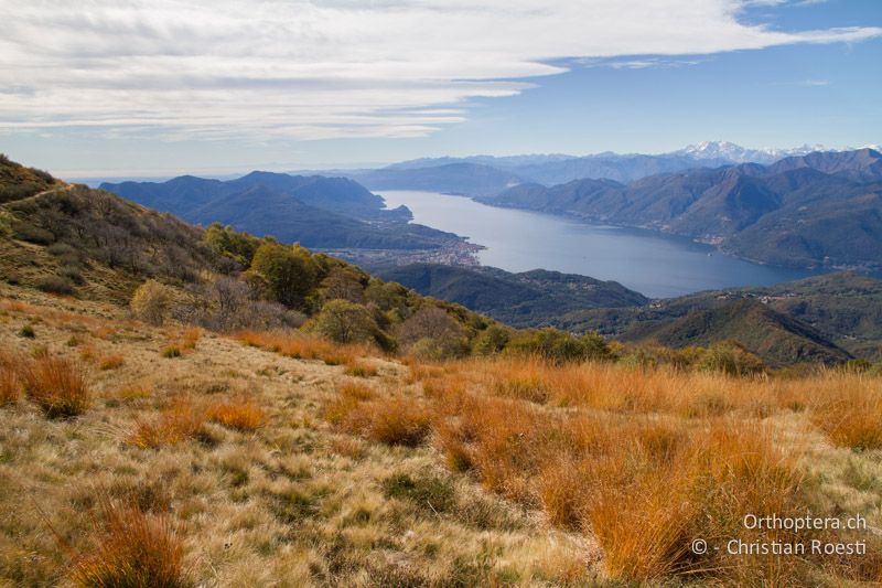 Langgrasige Bergwiese mit Blick auf den Lago Maggiore - CH, TI, Mt. Lema, 12.10.11