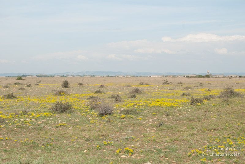 Crau im Frühling