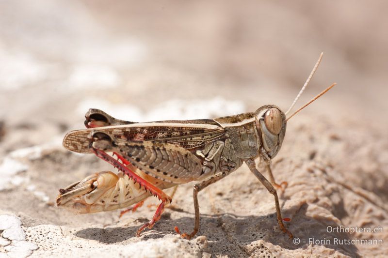 Calliptamus italicus ♂ - HR, Istrien, Brovinje, 20.07.2010