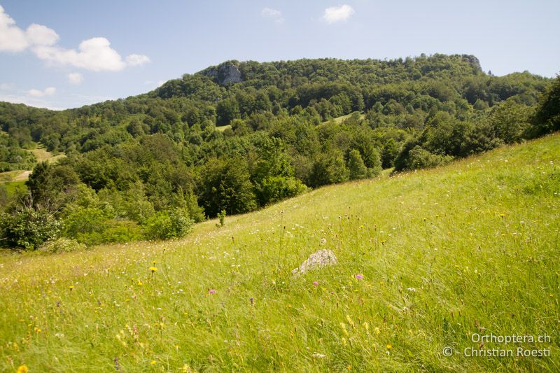 Lebensraum der Wanstschrecke (Polysarcus denticauda) und vieler Tagfalter - HR, Primorje-gorski Kotar, Vela Učka, 22.06.2016