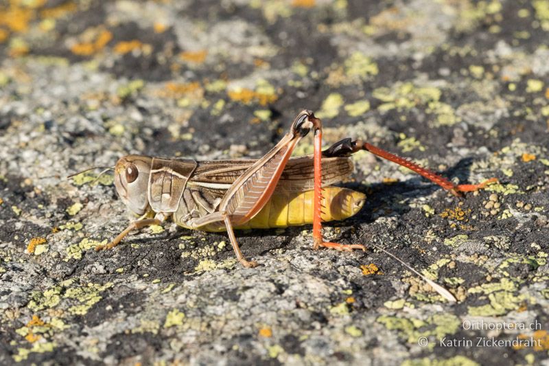 Kleine Höckerschrecke (Arcyptera microptera) ♂ - GR, Westmakedonien, Mt. Varnous, Pisoderi, 12.07.2017