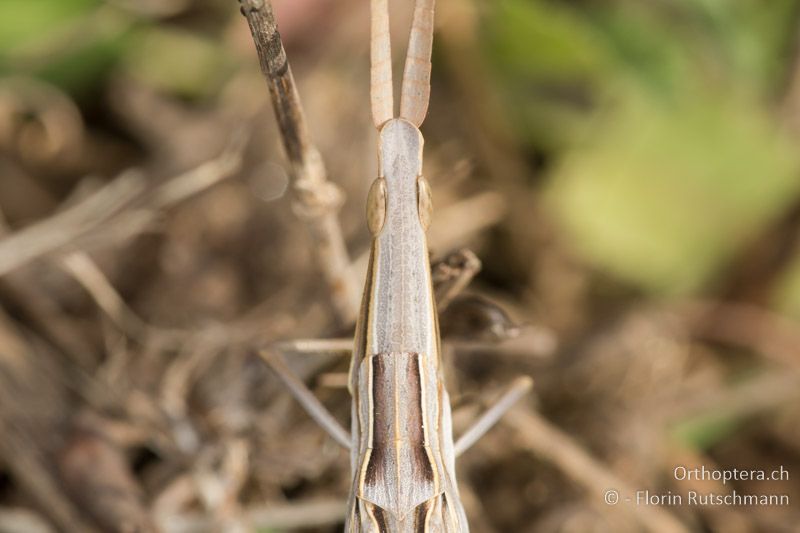 Fühlerbasis, Kopf und Halsschild von Acrida ungarica ♀ - FR, Provence-Alpes-Côte d'Azur, La Môle, 04.10.2015