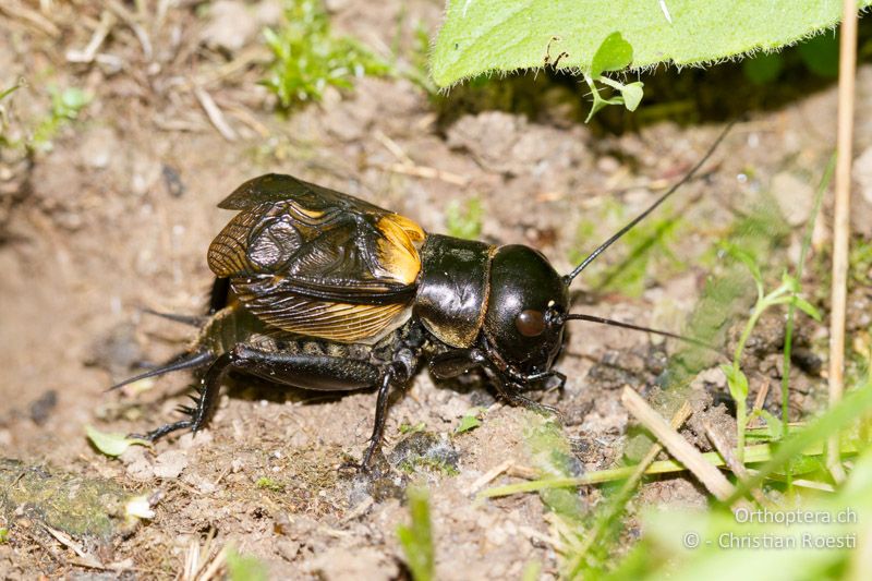 Gryllus campestris ♂ - CH, BE, Bremgarten, 25.06.2013