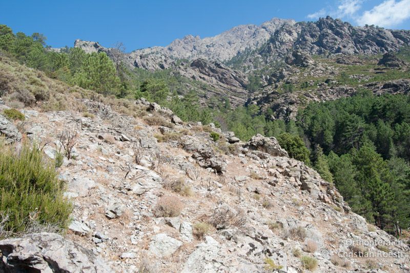 Waldbrandfläche in den korsischen Bergen - FR, Haute-Corse, Asco, 14.08.2008