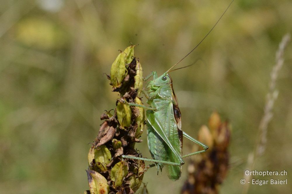 Tettigonia balcanica ♂ - BG, Blagoevgrad, Waldlichtung vor Raslog bei Bansko, 14.07.2018