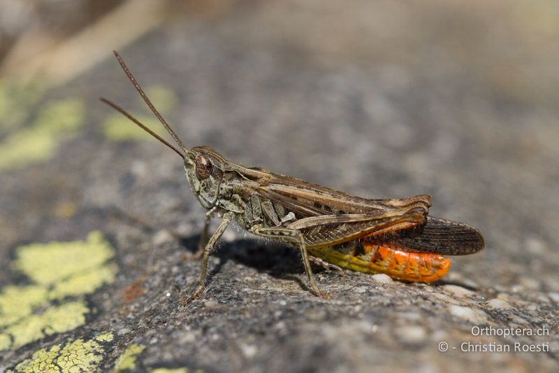 Chorthippus brunneus ♂ - CH, VS, Riederalp, 19.08.2011