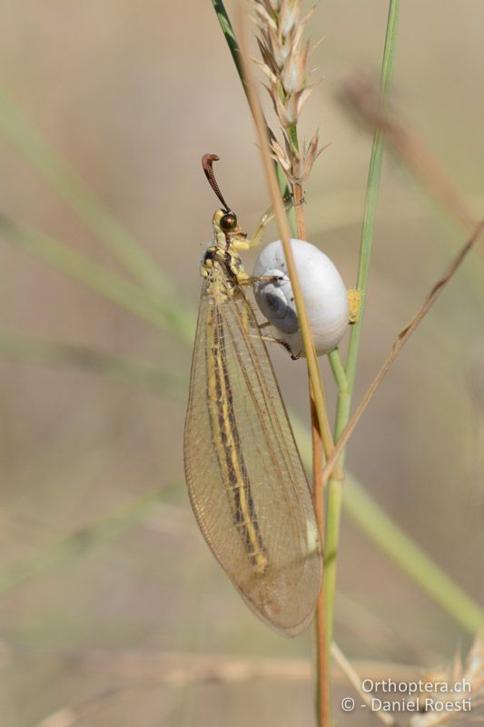 Myrmecaelurus trigammus (Ameisenjungfer) - GR, Zentralmakedonien, Efkarpia, 05.07.2017