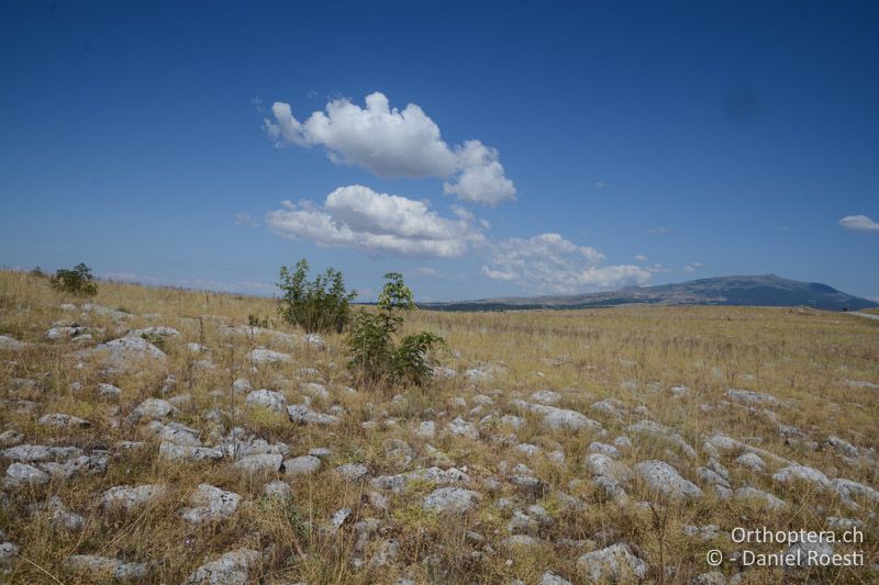 Karststeppe, Lebensraum von Saga rammei und Dociostaurus anatolicus - GR, Zentralmakedonien, Alistrati, 05.07.2017