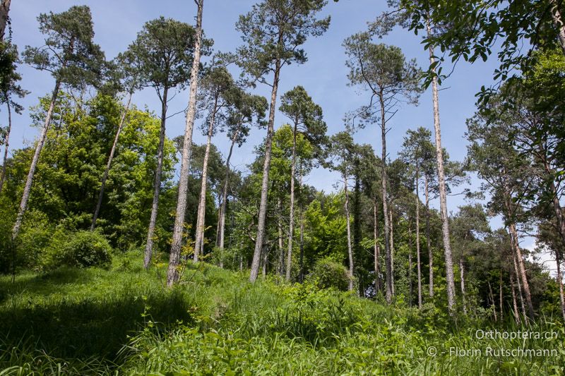 Lichter Wald mit Gebüschgruppen - CH, TG, Immenberg, 05.06.2013